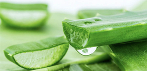 Holika Holika 96% Aloe Light Soothing Gel with Hydro Formula 250 ml - more quick absorbs & cooling effect